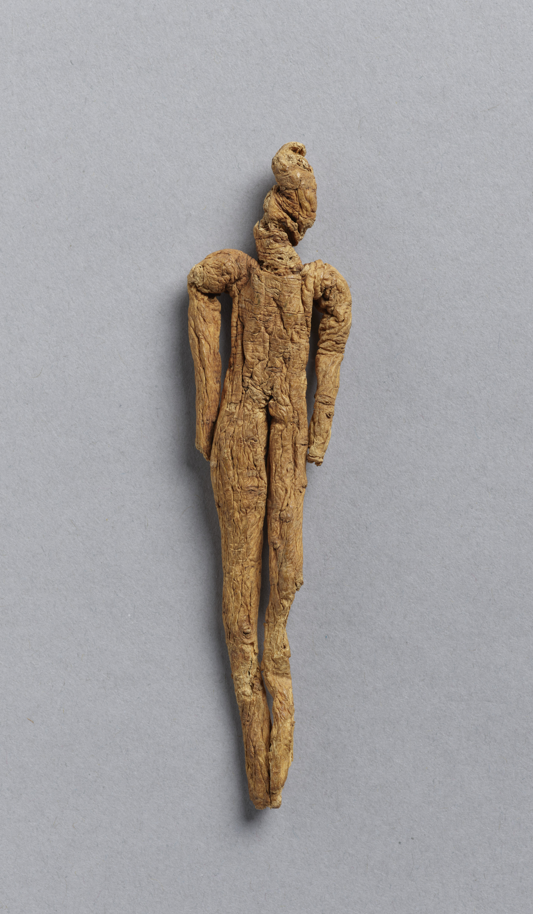 重要文化財　人形人参（対馬宗家文書）　1点